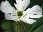 Compagnon blanc (Silene latifolia subsp. alba)