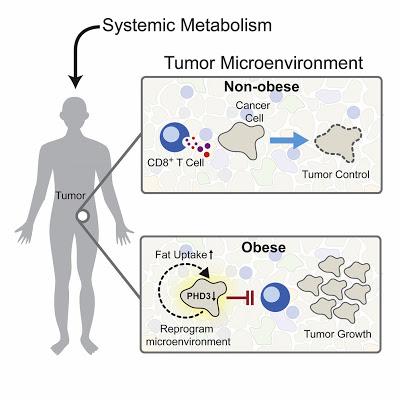 #Cell #obésité #microenvironnementtumoral #immunité #TCD8+ L’Obésité Façonne le Métabolisme du Microenvironnement Tumoral pour Supprimer l’Immunité Anti-Tumorale