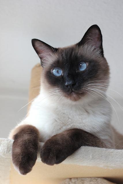 L’Eschylliade, tome 1 : Aux apparences ne te fieras de Pierre François Kettler