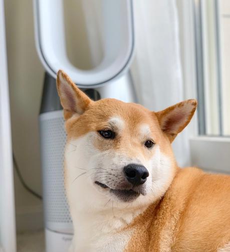 Avis & test de mon nouveau meilleur ami : le Dyson Pure Hot + Cool ! Avis & test de mon nouveau meilleur ami : le Dyson Pure Hot + Cool !