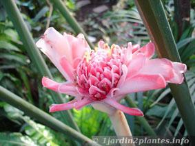 Une fleur tropicale: la rose de porcelaine