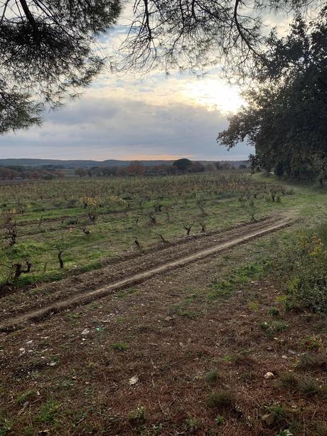 Vacances et vignes gardoises endormies