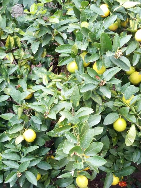 Confiture de citrons verts