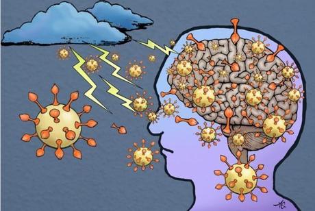 La protéine de pointe, S1, passe la barrière hémato-encéphalique et amène le cerveau à libérer des agents inflammatoires qui provoquent une tempête dans le cerveau (Visuel Alice Gray). 