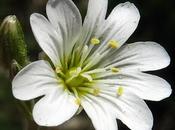 Céraiste champs (Cerastium arvense)