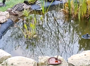 Calendrier lunaire Janvier Février 2021