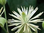Clématite haies (Clematis vitalba)