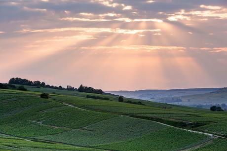 image-vignoble-de-mardeuil