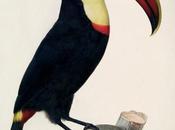 Carnet toucan tonton Louis