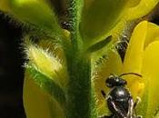 Genêt ailé (Genista sagittalis)