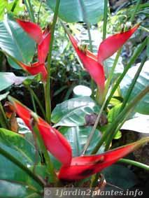 Une fleur tropicale: le balisier ou héliconia.