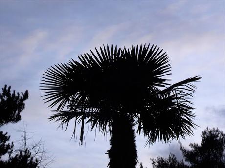 pour de vrai pour de vrai