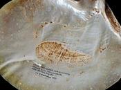 Beatrice Blackwood Nouvelle Bretagne