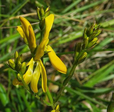 Genêt des teinturiers (Genista tinctoria) Genêt des teinturiers (Genista tinctoria)