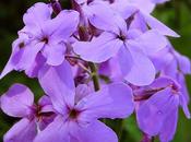 Julienne dames (Hesperis matronalis)