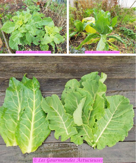 Chou et héliantis façon endives au jambon (Vegan) Chou et héliantis façon endives au jambon (Vegan)