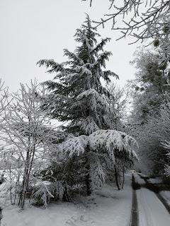 mercredi  30 St Roger Neige