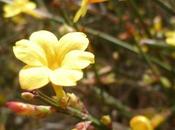 PETIT TOUR JARDIN cette D'ANNEE