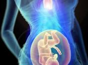 THYMUS, d’une grossesse réussie