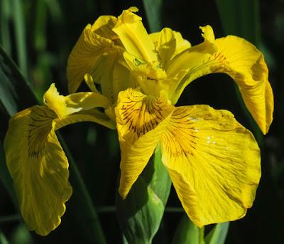 Iris des marais (Iris pseudacorus)