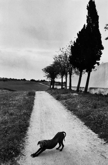 Josef Koudelka, Chien, Espagne, 1977
