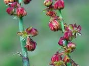 Rumex petite-oseille (Rumex acetosella)