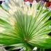 Un joli palmier à feuilles rondes: le livistona rotundifolia