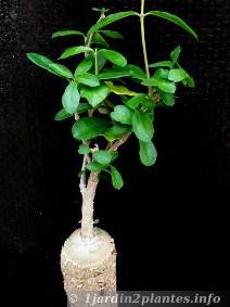Le fockéa est une plante à caudex Le fockéa est une plante à caudex