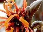 fleur d'hiver: l'hamamélis
