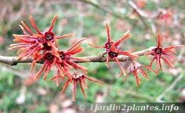 Une fleur d'hiver: l'hamamélis