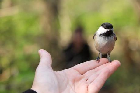 SAUVER UN OISEAU TOMBÉ DE SON NID mésange main