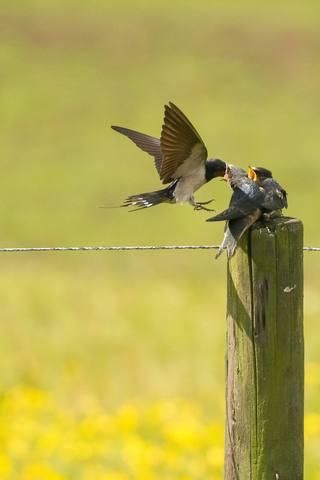 SAUVER UN OISEAU TOMBÉ DE SON NID Oiseaux
