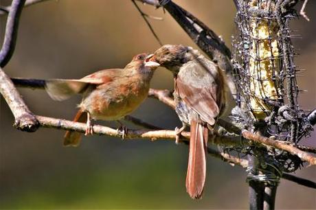 SAUVER UN OISEAU TOMBÉ DE SON NID Oiseaux