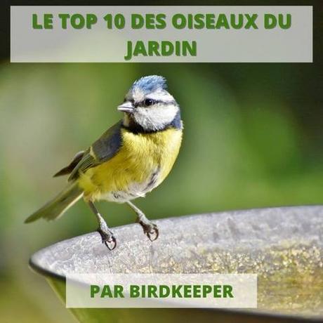 SAUVER UN OISEAU TOMBÉ DE SON NID Top 10 des oiseaux du jardin