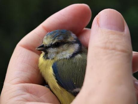SAUVER UN OISEAU TOMBÉ DE SON NID Oiseau dans main