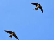 Tout savoir hirondelles