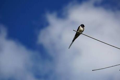 TOUT SAVOIR SUR : LES HIRONDELLES Hirondelle