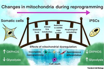 #trendsincellbiology #ADNmitochondrial #pluripotence Dynamique de l’ADN Mitochondrial et Reprogrammation vers la Pluripotence