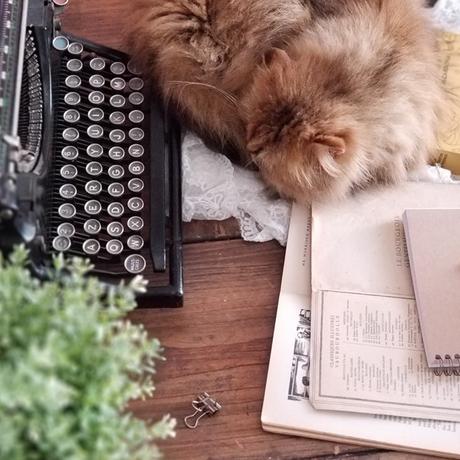 Blog littéraire et chat