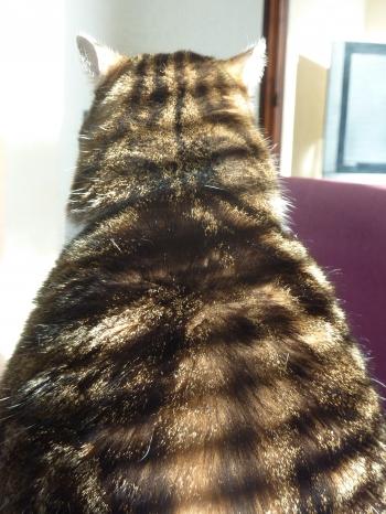 jules laforgue,poésie,carnet,note,journal,image,photo,campagne,hiver,neige,arbre,christian cottet-emard,ciel,chat,félin,empreintes,quotidien,contemplation,détente,promenade,blog littéraire de christian cottet-emard,parapluie,silhouette