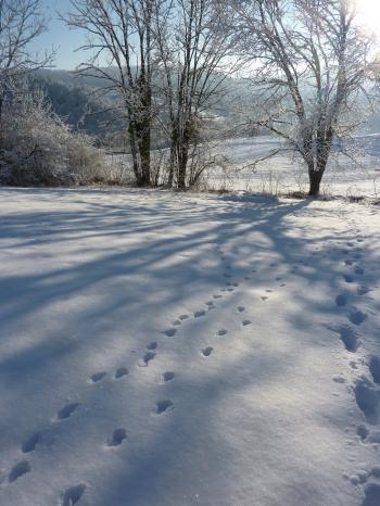 jules laforgue,poésie,carnet,note,journal,image,photo,campagne,hiver,neige,arbre,christian cottet-emard,ciel,chat,félin,empreintes,quotidien,contemplation,détente,promenade,blog littéraire de christian cottet-emard,parapluie,silhouette