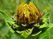 Inule grande aunée (Inula helenium)