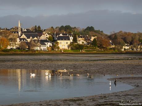 #murmuration d'#étourneaux #Bretagne #Finistère