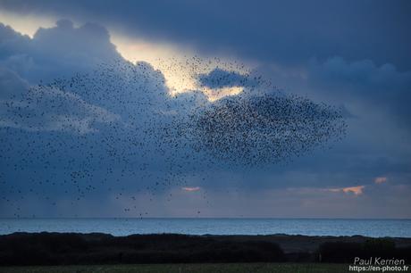 #murmuration d'#étourneaux #Bretagne #Finistère