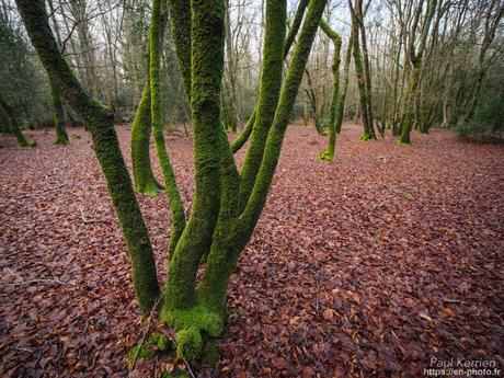 l'œil de Pierre Chanteau à Sainte-Marine #Bretagne #Finistère