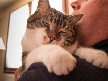 interlude,linette,chat,félin,blog littéraire de christian cottet-emard,photo,animaux de compagnie,christian cottet-emard