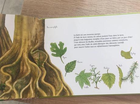 Ces arbres qui font nos forêts – Emmanuelle Grundmann et Capucine Mazille