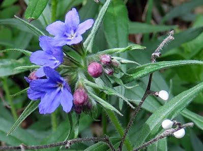 Grémil bleu-pourpre (Buglossoides purpurocaerulea)