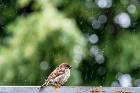 Oiseau sous la pluie