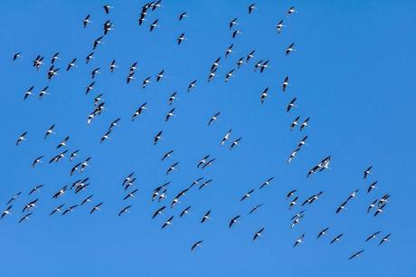 Oiseaux migration
